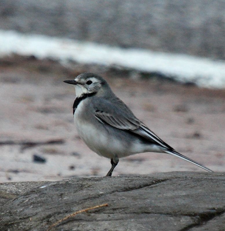 Motacilla alba