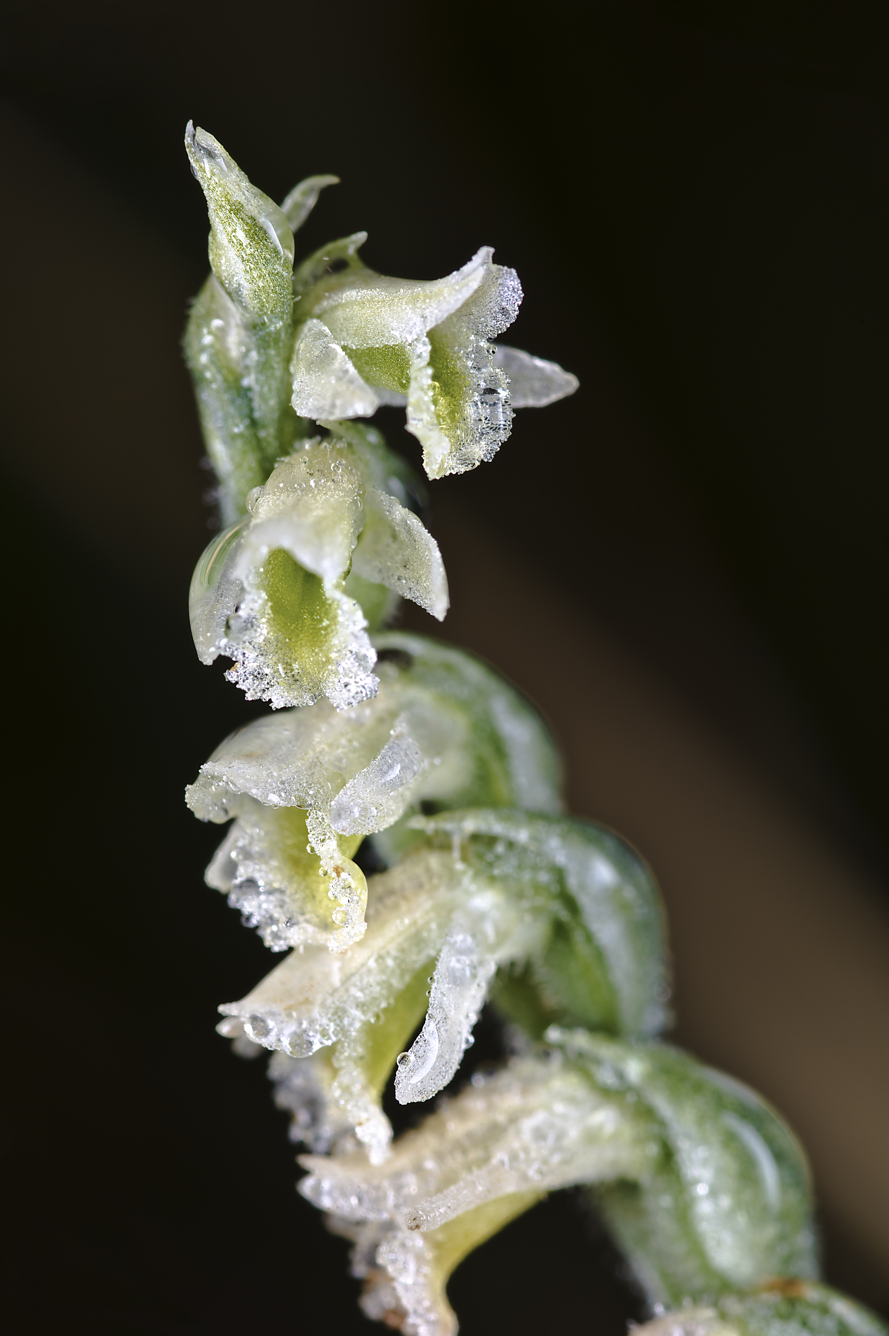 Spiranthes spiralis